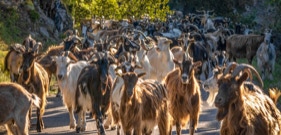 Troupeau de chèvres rentrant à la bergerie en fin de journée en Corse