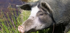 Cochon en estive sur le plateau du Cuscione en Corse