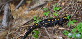 Salamandre de corse, Cateddu muntaninu, espèce endémiques à l'île 