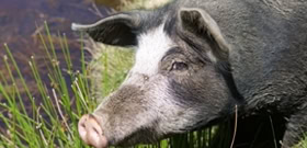 Cochon en estive sur le plateau du Cuscione en Corse
