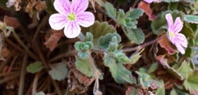 Bec de grue corse, Erodium corsicum, variété endémique à l'île 