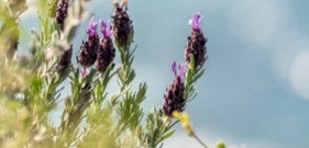 Lavande Stoechas, lavande sauvage qui pousse spontanément en Corse
