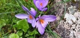 Crocus de Corse, Zaferanu corsu, variété endémique à l'île