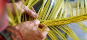 Tressage des palmes pour la Semaine Sainte en Corse.  Pullezzula de Figarella
