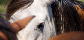 Chevaux à l'état sauvages sur le plateau du Cuscione, commune de Quenza, en Corse