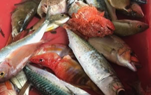 la pêche locale n'est pas très développée mais propose des produits de qualité dans de nombreux ports de Corse