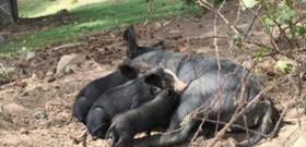 Cochons à l'état sauvage dans la montagne corse