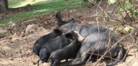Cochons à l'état sauvage dans la montagne corse