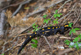 Salamandre de corse, Cateddu muntaninu, espèce endémiques à l'île 