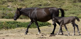 Chevaux vivant à l'état sauvage sur le plateau du Cuscione en Corse